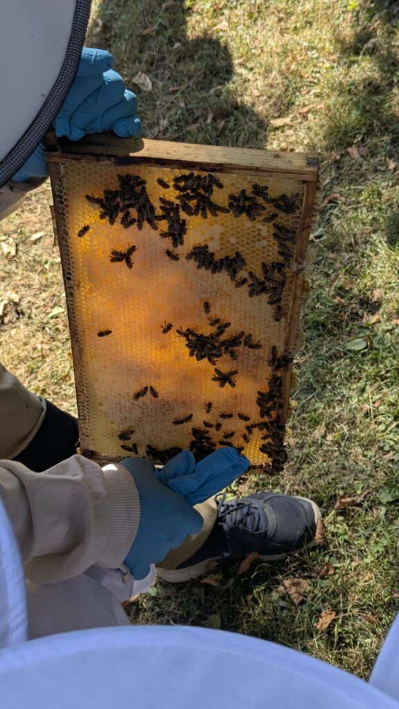 PXL 20250719 083518998.MP